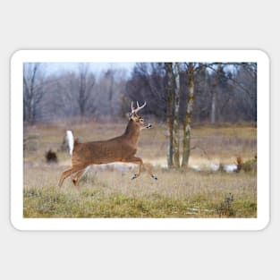 Deer Run - White-tailed deer Sticker